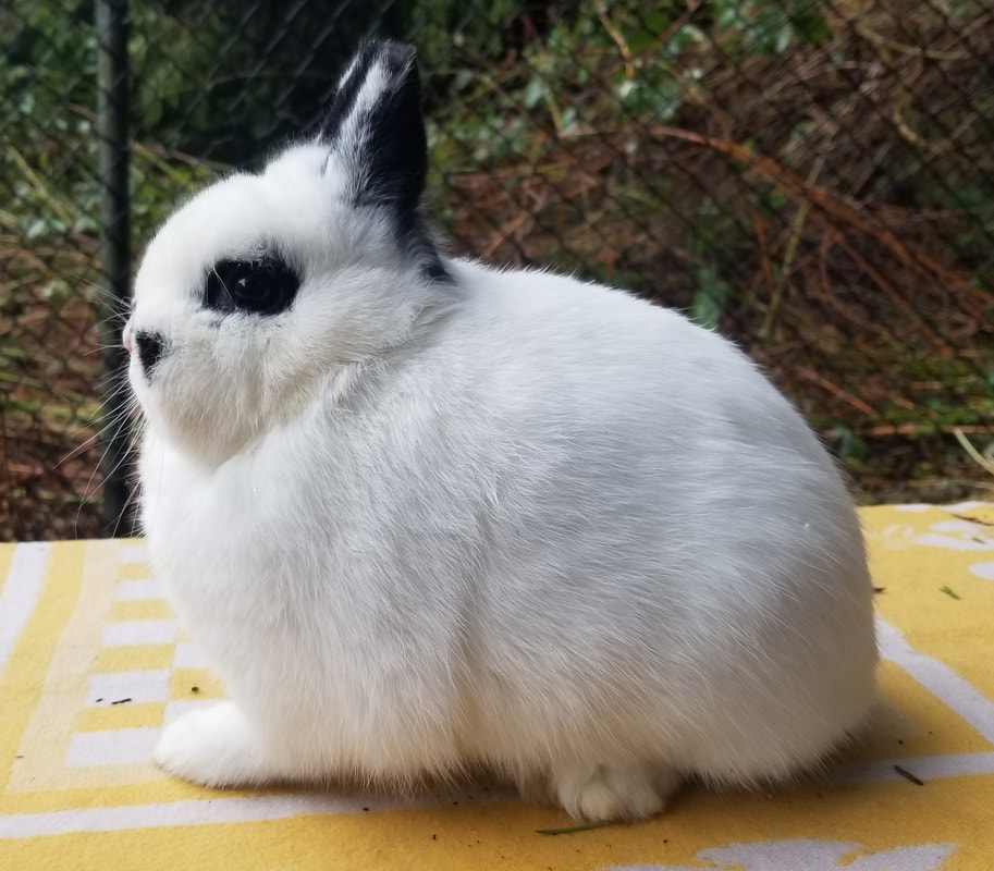 netherland dwarf rabbits breeder